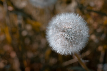 Fiore Di Tarassaco  © nicholas