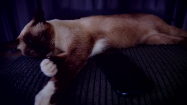 Siamese Cat Waking Up to Smartphone Alarm at 6 AM But Closing Eyes Again to Sleep, Concept Lazy Morning and Comfort