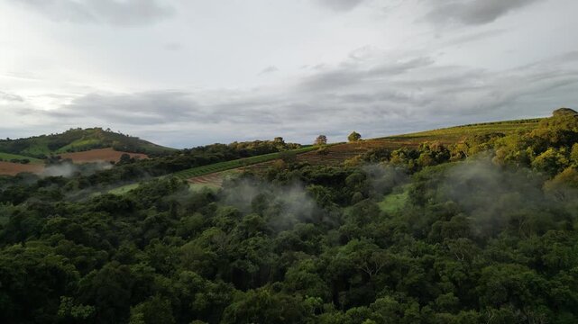 Cafezal em Minas Gerais Por do Sol Montanhas Cafes