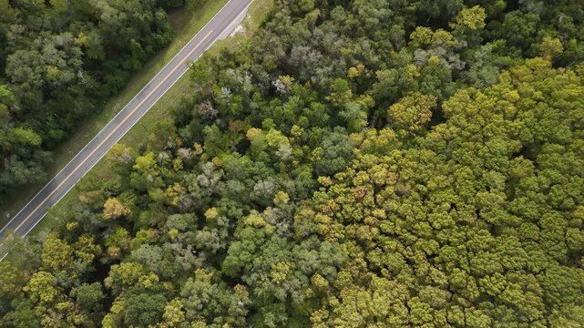 Aerial drone shot looking straight down onto a road directly through a dense
