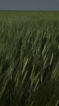 Flowing green grass sways gently in the wind across a vast open field