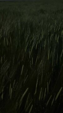 Close-up view of swaying grass in a field under soft natural light