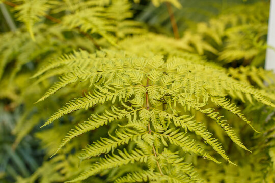 Nephrolepis exaltata fern fronds fresh green foliage close up