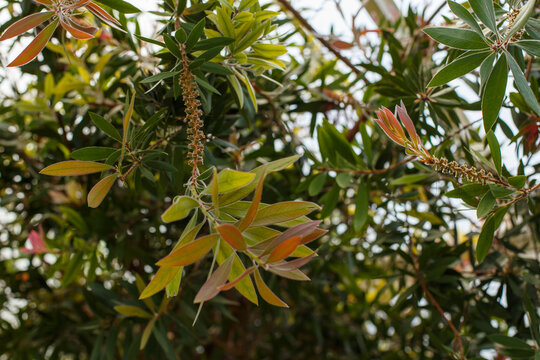 Callistemon citrinus bottlebrush plant leaves and flower spikes detail