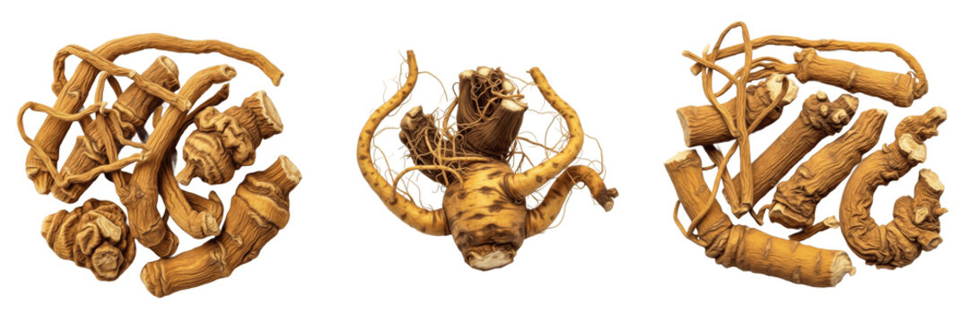 Yellow dock dried root (Rumex crispus) - SEO Food Stock Photography. High quality image of Yellow dock dried root. Names in other languages: French: Racine de Yellow, Spanish: Ra&iacute;z de Yellow, Germa...