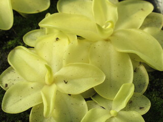 Zbliżenie na rośliny z gatunku pinguicula © Kumulugma