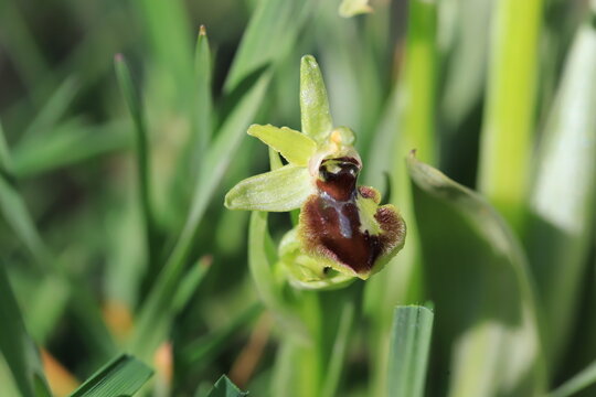 Ophrys Araign&eacute;e