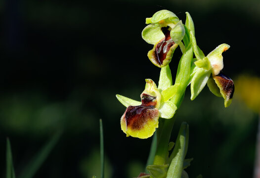 Ophrys Araign&eacute;e