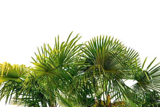 Palm leaves cut out, graphic element used as a border or frame