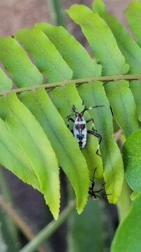 Close-up of striking black and white leaf-footed bug nymph on a vibrant green fern leaf