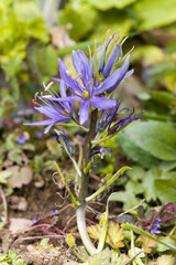 Prärielilie (Camassia spec.) © etfoto