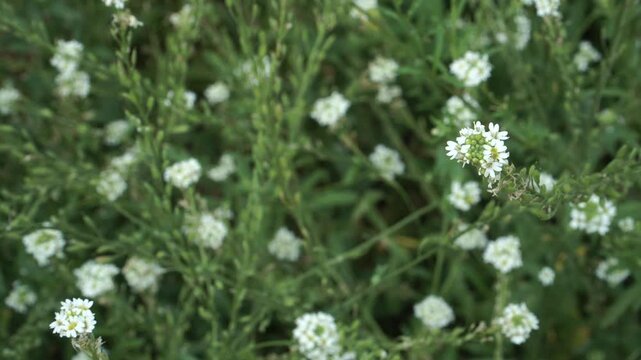 Clusters of small white Hoary Alison (Berteroa incana) flowers with notched petals bloom on slender green stems. Shallow depth of field softens lush foliage into dreamy bokeh. 