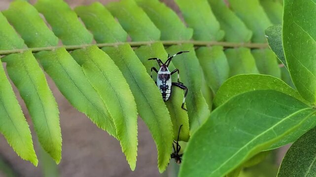 Close-up of striking black and white leaf-footed bug nymph on a vibrant green fern leaf