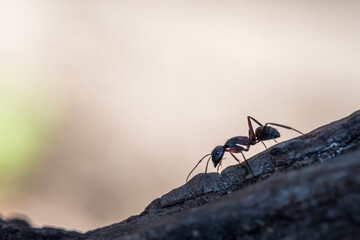 Ant walking on tree bark with copy space and soft minimal background