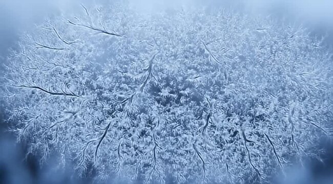 Ethereal dendritic pattern resembling a tree branch, illuminated in cool tones