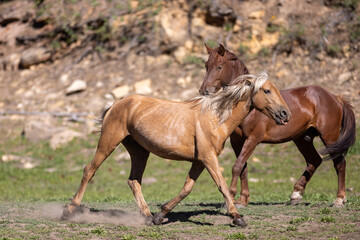 Obraz premium Wild horse palomino mare trotting away from chestnut stallion in Apache Sitgreaves National Forest near Heber Arizona United States