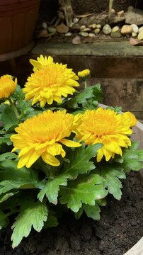 Chrysanthemum morifolium in garden. Chrysanthemum morifolium is a shrub, ornamental plant that has high economic value and potential for cultivation