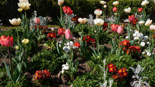 Tulips blooming in Paris spring garden with primulas and lush green foliage