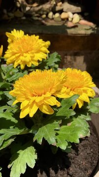 Chrysanthemum morifolium in garden. Chrysanthemum morifolium is a shrub, ornamental plant that has high economic value and potential for cultivation