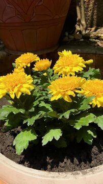 Chrysanthemum morifolium in garden. Chrysanthemum morifolium is a shrub, ornamental plant that has high economic value and potential for cultivation