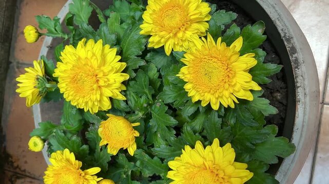 Chrysanthemum morifolium in garden. Chrysanthemum morifolium is a shrub, ornamental plant that has high economic value and potential for cultivation
