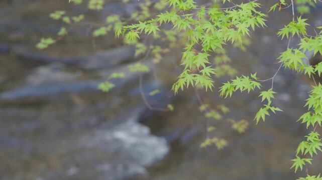 清流とモミジの若葉