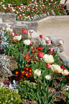 Tulips and primroses lining stone beds along Paris garden path in spring