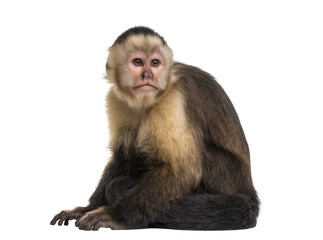 Isolated capuchin monkey, a curious and intelligent primate sitting and looking forward © Ioana