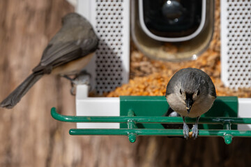 Two Tufted Titmice on a feeder. © Jeiel