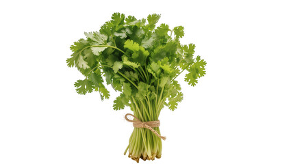 Fototapeta premium Isolated fresh cilantro bunch tied with natural twine, fragrant green herb for cooking and seasoning