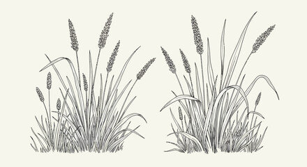 Fototapeta premium Hand-drawn illustration of two grassy plant clusters with seed heads, black and white sketch.