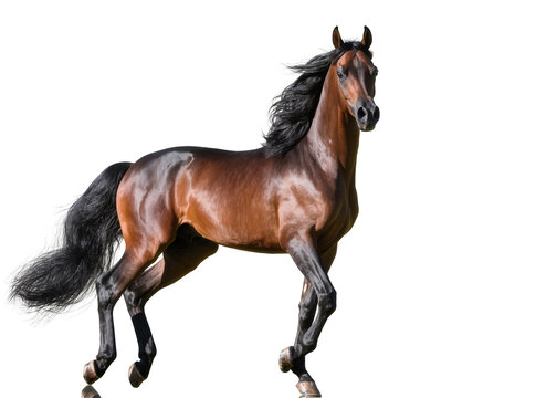 Isolated beautiful bay Arabian horse with long flowing mane and tail galloping gracefully