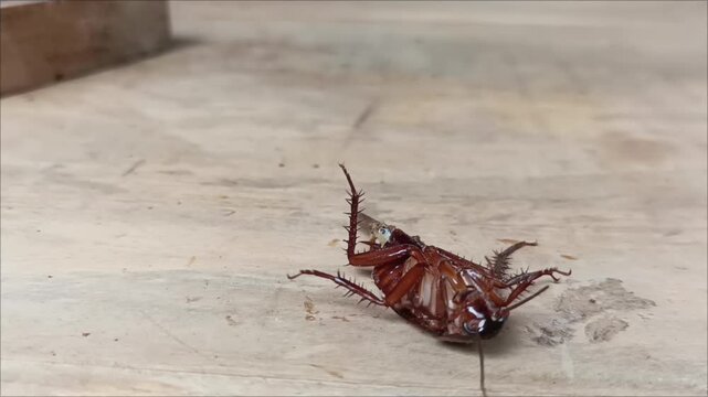 A cockroach with its body upside down on the floor and almost dead.