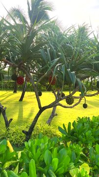 Pandanus tree in park. Pandanus fruit on tropical tree. Tropical fruit of pandanus tree. Pandan tropical fruit in green and orange color on palm tree. Onamental plant in tropical garden near hotel par