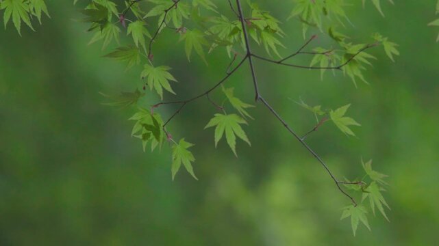 清流とモミジの若葉