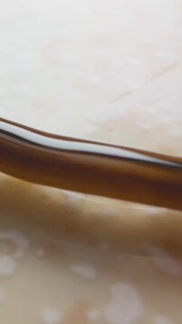 Vertical video. Macro Side Angle of Hammerhead Flatworm Gliding on Light Floor Surface Showing Smooth Body and Distinct Head, Exotic Worm Biology Concept