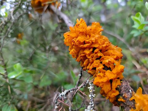 Gymnosporangium clavariiforme Rust Fungus on Juniper Branch, Orange Gelatinous Plant Disease Macro Close Up