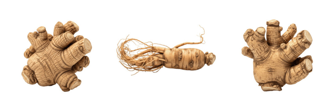 Eleuthero root whole (Eleutherococcus senticosus) - Eleutero - &Eacute;leuth&eacute;rocoque - Organic Herbal Root for Wellness, Traditional Medicine, and Healthy Culinary Ingredients - SEO Optimized Natural Plant