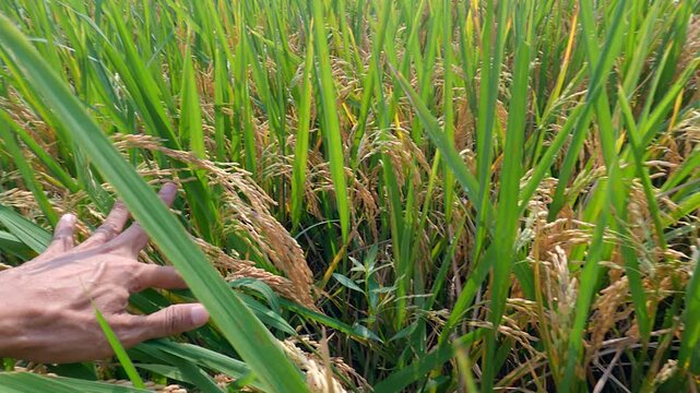 Close up view of an Asian man's hands parting bunch green paddy grain growing with plant. Rice field in Indonesia.