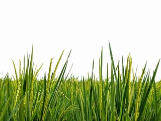 Obraz premium Young rice stalks with water drops isolated on white background