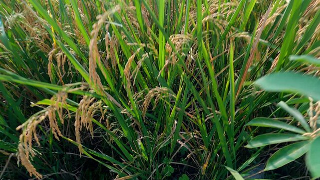 Closeup the bunch green paddy grain growing with plant. Rice field in Indonesia. Shot from a camera that moves up slowly