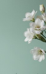Fototapeta premium White flowers bloom softly against mint green backdrop elegant and