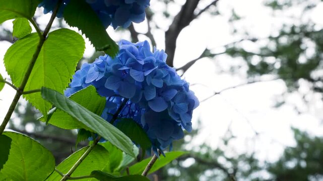 青いアジサイを下から上に撮影した4Kスローモーション動画。ジンバルで撮影