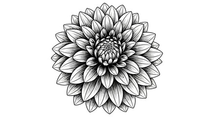 Detailed monochrome illustration of a beautiful dahlia flower intricate petals and delicate design. © Awaludin