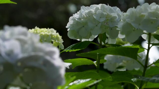 白いアジサイを下から上に撮影した4Kスローモーション動画。ジンバルで撮影