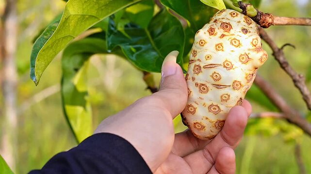 Slow motion Farmer's hand checking a ripe noni fruit (Morinda citrifolia) on a tree branch. Perfect for agriculture, organic farming, and tropical fruit harvesting concepts. High quality footage 4k