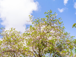 Fototapeta premium Tree branches covered in fresh green leaves and small pale pink flowers reach towards a bright blue sky with white clouds.