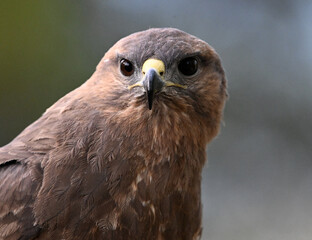 Naklejka premium a serious common buzzard in the wild