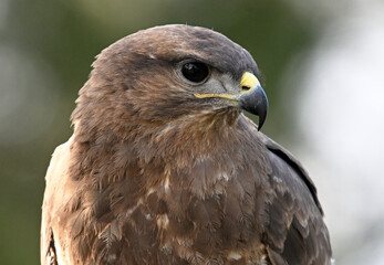 Fototapeta premium a serious common buzzard in the wild