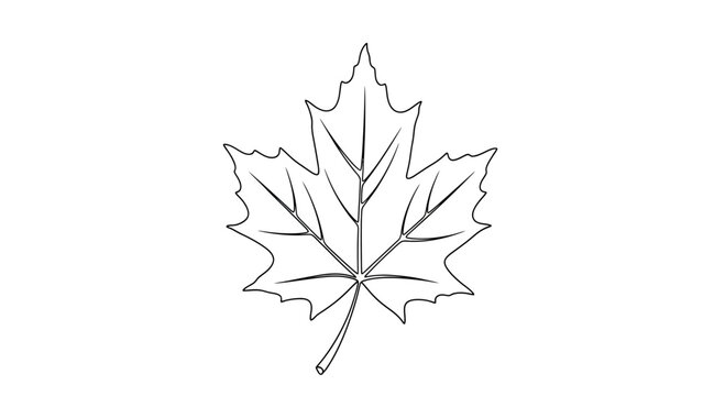 Line drawing of a single maple leaf with serrated edges and veins